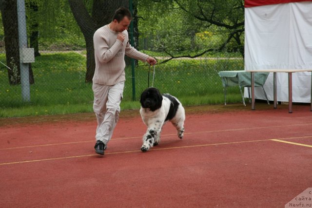 Фото: ньюфаундленд Akvian Song Zero Graviti (Аквиан Сонг Зеро Гравити), Aleksandr Rozenfel'd (Александр Розенфельд)