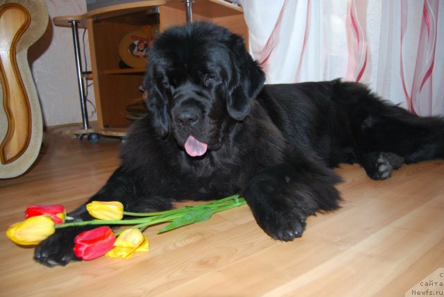 Фото: ньюфаундленд Formula Lyubvi ot Sibirskogo Medvedya (Формула Любви от Сибирского Медведя)