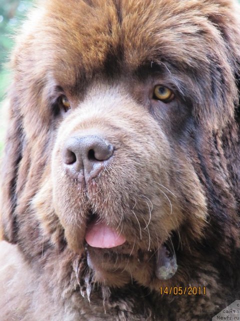 Фото: ньюфаундленд Komandor iz Medvej'ego YAra (Командор из Медвежьего Яра)