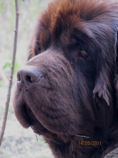 Фото: ньюфаундленд Koketka ot CHannel iz Medvej'ego YAra (Кокетка от Чаннел из Медвежьего Яра)