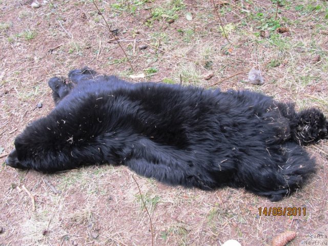 Фото: ньюфаундленд Ih Vyisochestvo Vladlena Madjiks (Их Высочество Владлена Маджикс)