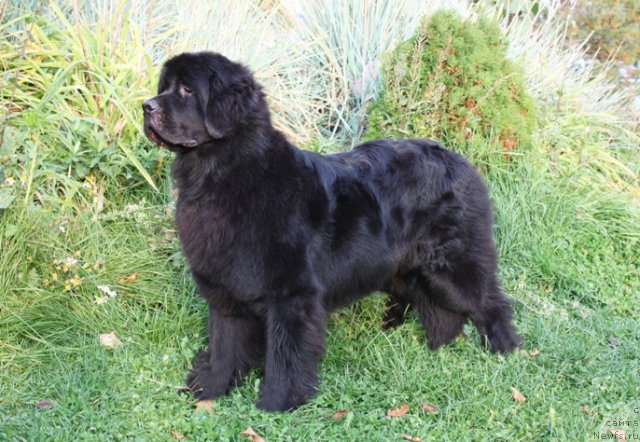 Фото: ньюфаундленд Fantasy (Фентази)