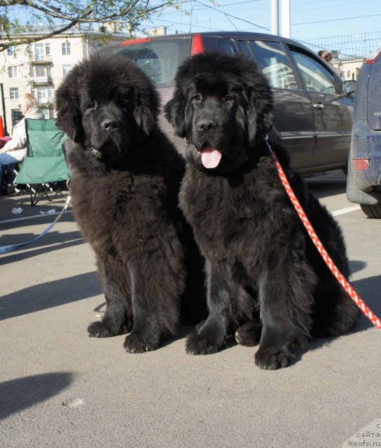 Фотография № 66350