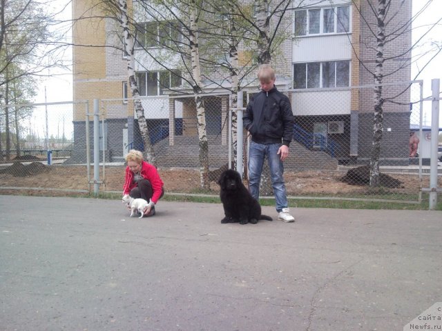 Фото: ньюфаундленд Uil'yam Naslednik Trona (Уильям Наследник Трона)