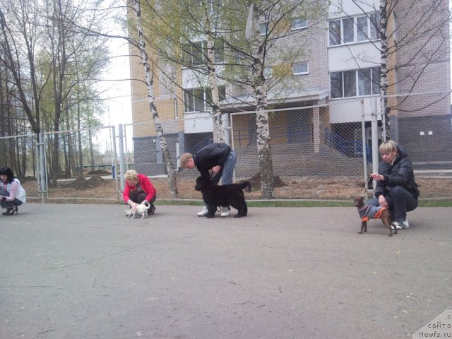 Фото: ньюфаундленд Uil'yam Naslednik Trona (Уильям Наследник Трона)
