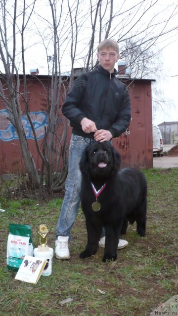 Фото: ньюфаундленд Nefertiti Krasavica Gryadet (Нефертити Красавица Грядет)