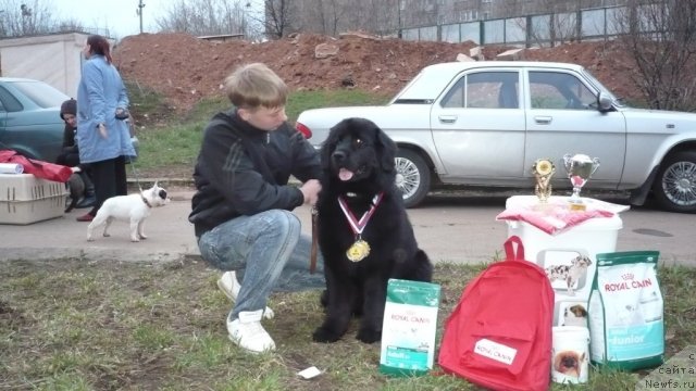 Фото: ньюфаундленд Nefertiti Krasavica Gryadet (Нефертити Красавица Грядет)