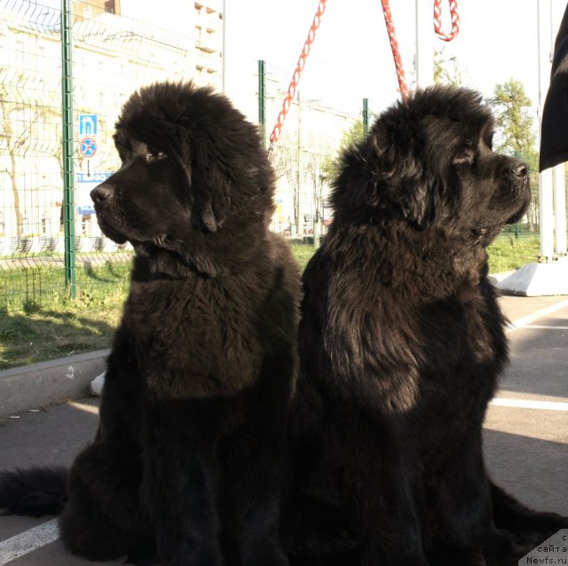 Фото: ньюфаундленд Smigar Galaxsy Shall Win (Смигар Галакси Шелл Вин), ньюфаундленд Smigar Nimfeya Neotrazimaya (Смигар Нимфея Неотразимая)