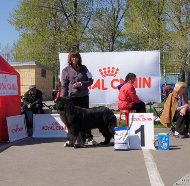 Фото: ньюфаундленд Sent Djons Ulrika (Сент Джонс Ульрика), Natal'ya Borisova (Наталья Борисова)