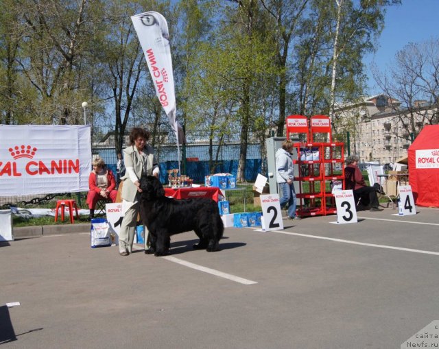 Фото: ньюфаундленд Talula Bell (Талула Белл), Anna Kovalyova (Анна Ковалёва)