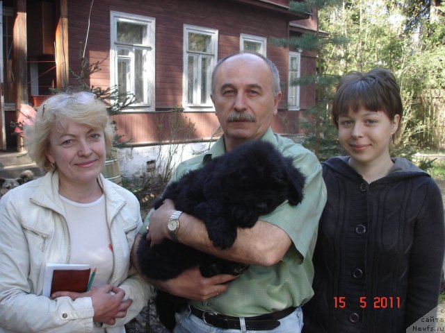 Фото: ньюфаундленд Smigar Jefferson ot Meskalero (Смигар Жефферсон от Мескалеро)