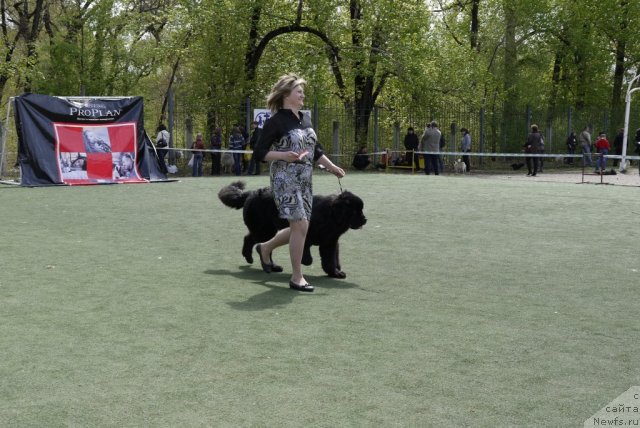 Фото: ньюфаундленд Rembrant Tvorec SHedevrov (Рембрант Творец Шедевров)