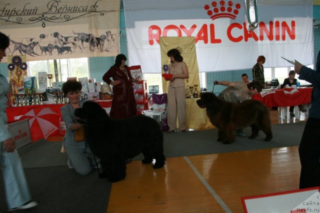 Фото: ньюфаундленд Empress Winner iz Medvejyego Yara (Емприсс Виннер из Медвежьего Яра), ньюфаундленд Virdjiniya iz Carstva Medvedey (Вирджиния из Царства Медведей)