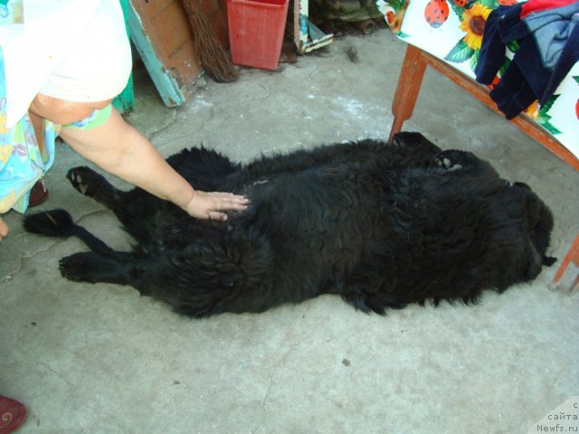 Фотография № 66410