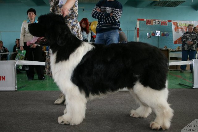 Фотография № 66411