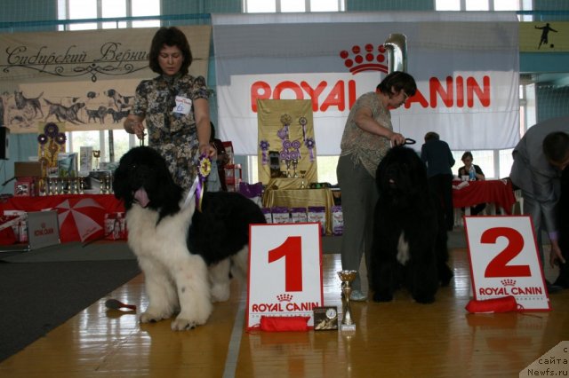 Фото: ньюфаундленд Chatkantarra Taro