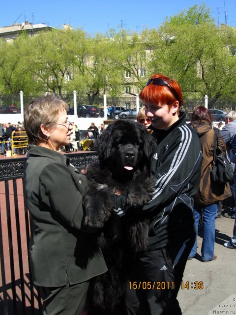 Фото: ньюфаундленд Mag Ispolin Lira Lyubvi (Маг Исполин Лира Любви), Lyudmila Gorbunova (Людмила Горбунова), Oksana Sahautdinova (Оксана Сахаутдинова)