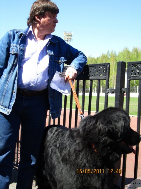 Фото: ньюфаундленд Aleks Dikson (Алекс Диксон), Oleg Bocharov (Олег Бочаров)