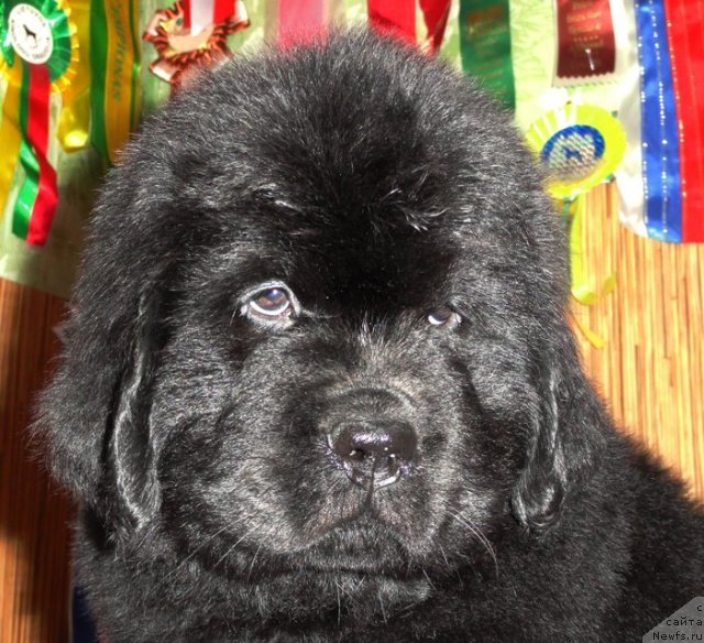 Фото: Бегущая по волнам ЗИЛЛИОН