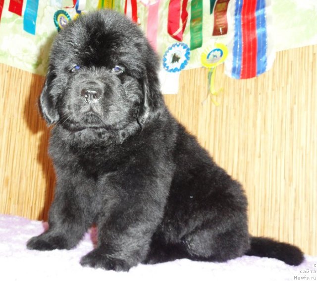 Фото: Бегущая по волнам ЗИЛЛИОН