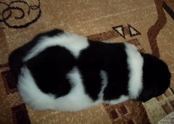 Фото: ньюфаундленд Leonardo San-Marino (Леонардо Сан-Марино)