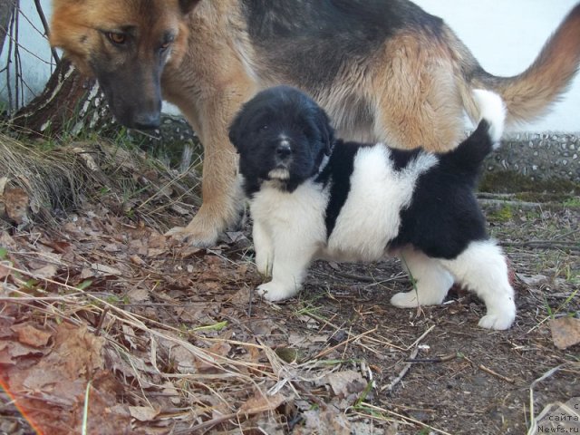 Фото: ньюфаундленд Leonardo San-Marino (Леонардо Сан-Марино), и Саманта