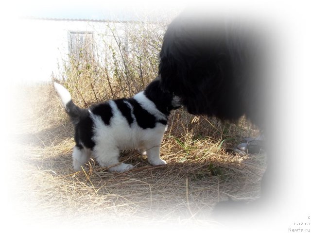 Фото: ньюфаундленд Leonardo San-Marino (Леонардо Сан-Марино), и, ньюфаундленд Bonita YEl' Oso Nyegro (Бонита Эль Осо Нэгро)