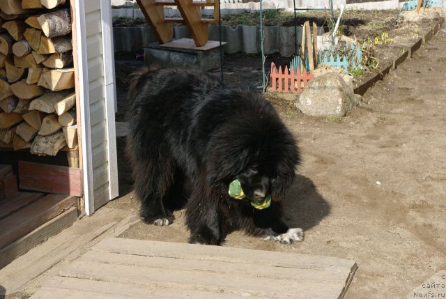 Фото: ньюфаундленд Pitern'yuf CHupa-CHups (Питерньюф Чупа-Чупс)