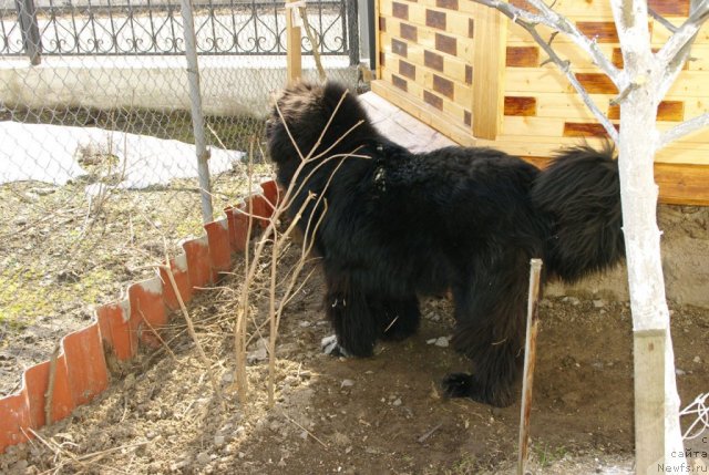 Фото: ньюфаундленд Pitern'yuf CHupa-CHups (Питерньюф Чупа-Чупс)