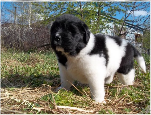 Фото: ньюфаундленд Leonardo San-Marino (Леонардо Сан-Марино)