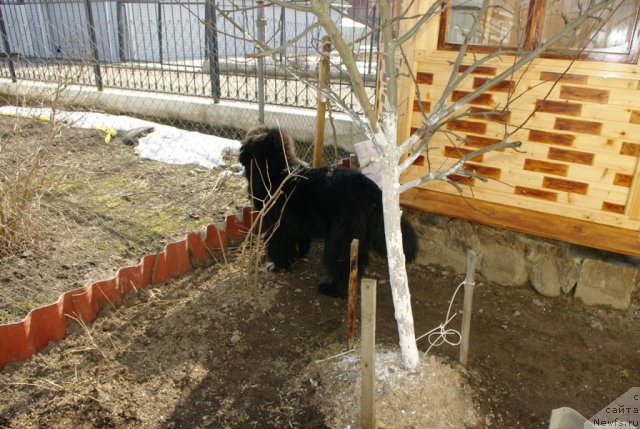 Фото: ньюфаундленд Pitern'yuf CHupa-CHups (Питерньюф Чупа-Чупс)