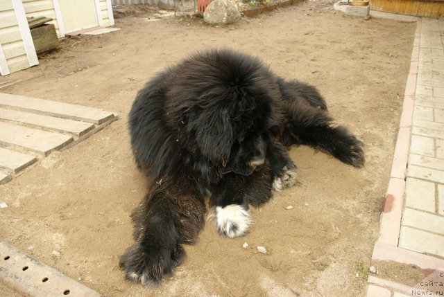 Фото: ньюфаундленд Pitern'yuf CHupa-CHups (Питерньюф Чупа-Чупс)