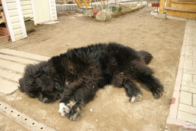 Фото: ньюфаундленд Pitern'yuf CHupa-CHups (Питерньюф Чупа-Чупс)