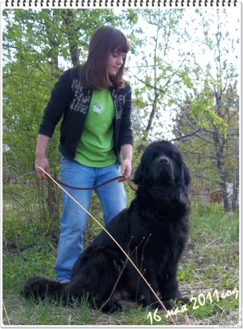 Фото: ньюфаундленд Bonita YEl' Oso Nyegro (Бонита Эль Осо Нэгро)