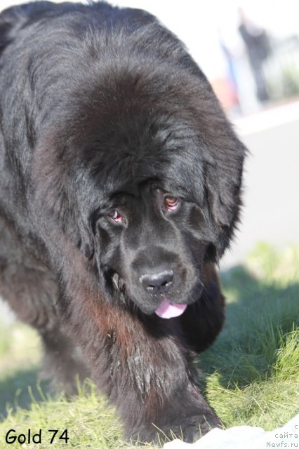 Фото: ньюфаундленд Ih Visochestvo Gloria Airis (Их Высочество Глория Айрис)