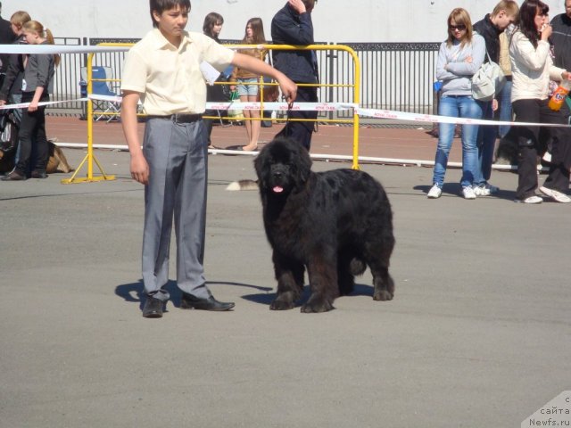 Фото: ньюфаундленд Ih Visochestvo Gloria Airis (Их Высочество Глория Айрис), Vladimir Ignatenko (Владимир Игнатенко)
