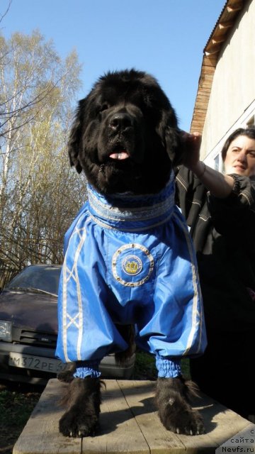 Фото: ньюфаундленд Funnewf Uletnaya Devchenka (Фанньюф Улетная Девчонка)