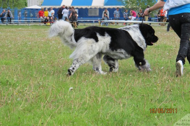 Фото: ньюфаундленд Plyushevaya Panda Stil'-Sankt-Peterburga (Плюшевая Панда Стиль-Санкт-Петербурга)