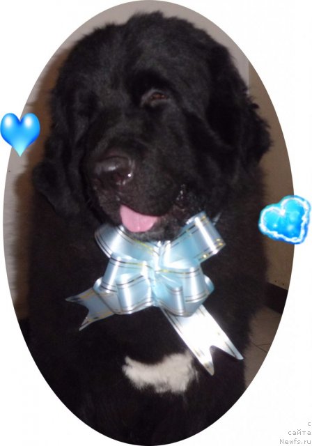 Фото: ньюфаундленд Pitern'yuf CHao-Kakao (Питерньюф Чао-Какао)