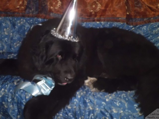 Фото: ньюфаундленд Pitern'yuf CHao-Kakao (Питерньюф Чао-Какао)