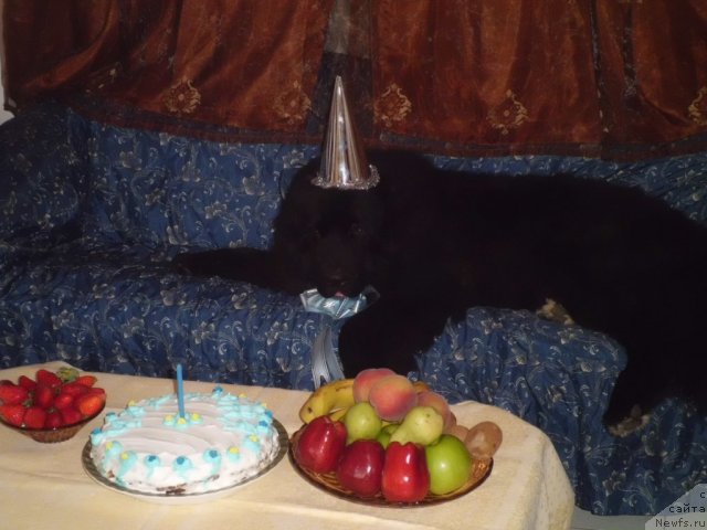 Фото: ньюфаундленд Pitern'yuf CHao-Kakao (Питерньюф Чао-Какао)