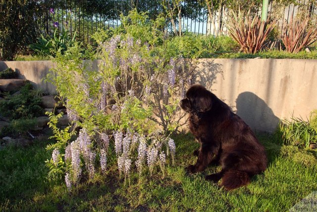 Фото: ньюфаундленд Potap Fidel' (Потап Фидель)