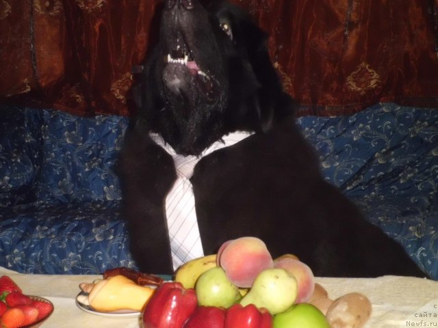 Фото: ньюфаундленд Pitern'yuf CHao-Kakao (Питерньюф Чао-Какао)