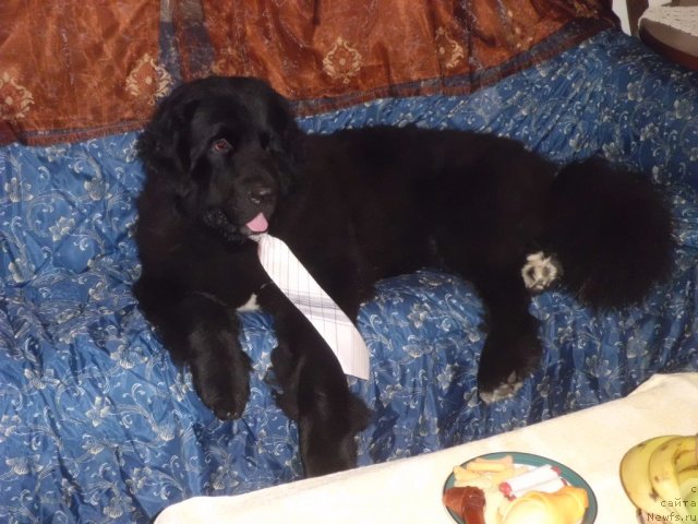 Фото: ньюфаундленд Pitern'yuf CHao-Kakao (Питерньюф Чао-Какао)