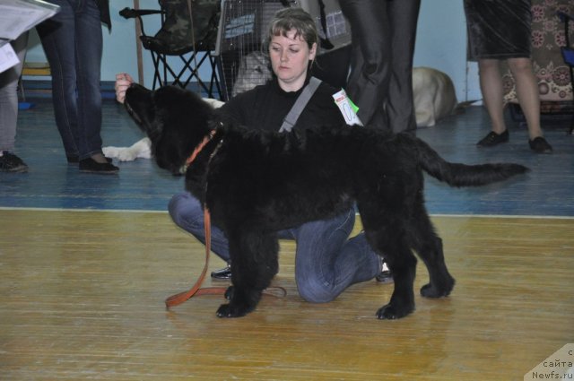 Фотография № 66546