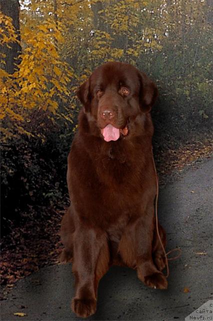 Фото: ньюфаундленд Anjelika Boginya Grez (Анжелика Богиня Грез)