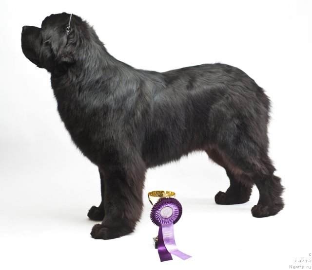 Фотография № 66556