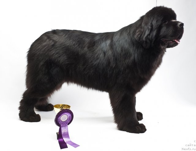 Фотография № 66557