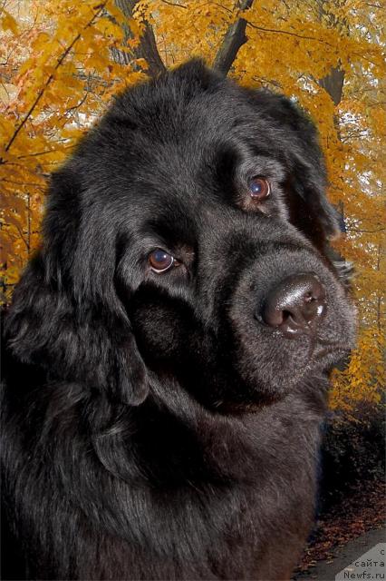 Фото: ньюфаундленд Bavariya (Бавария)