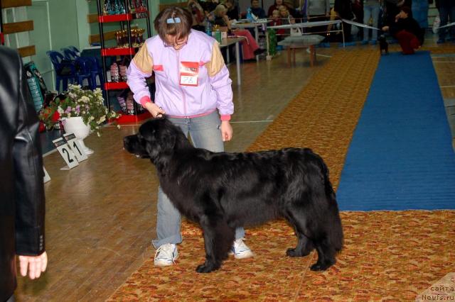 Фото: ньюфаундленд Bavariya (Бавария)